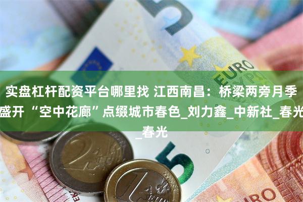 实盘杠杆配资平台哪里找 江西南昌：桥梁两旁月季盛开 “空中花廊”点缀城市春色_刘力鑫_中新社_春光